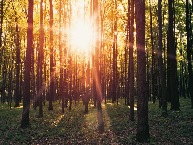 Forest landscape in the morning