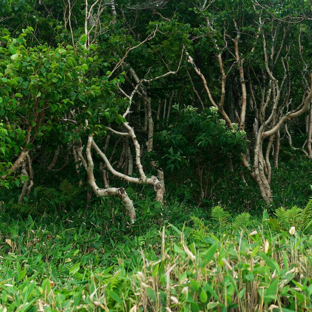 사진 쿠나시르 섬의 숲 풍경 뒤틀린 나무와 난쟁이 대나무 덤불