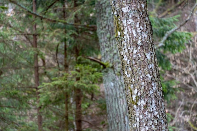 사진 숲 풍경 녹색 숲 근접 촬영에서 나무 줄기 나무 껍질 질감 침엽수 림