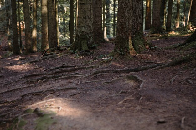 森の風景、木々、そして柔らかな日の出の光に照らされた狭い道。自然の背景の風景