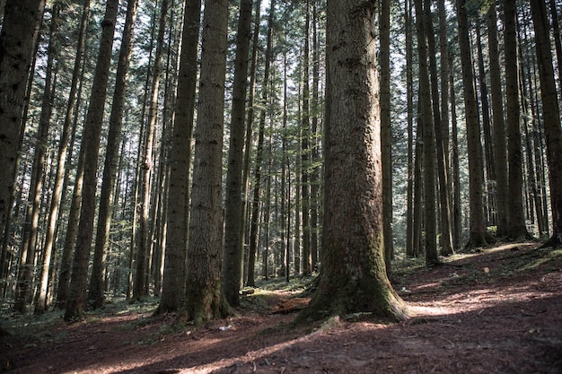 Forest landscape, trees and narrow path lit by soft sunrise light. Nature background landscape