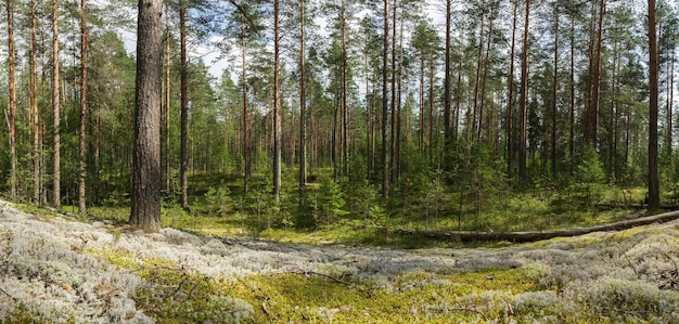 Forest landscape Trees and white green moss