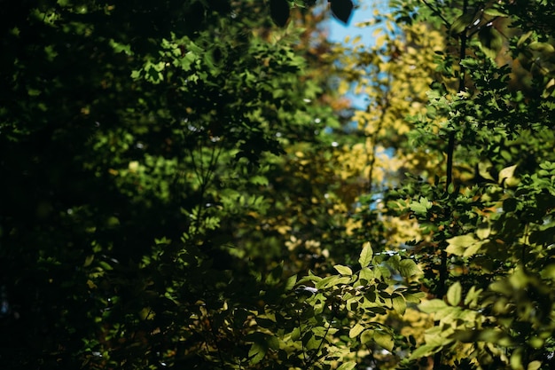 Forest landscape Trees with green and yellow leaves Sunny day nature background