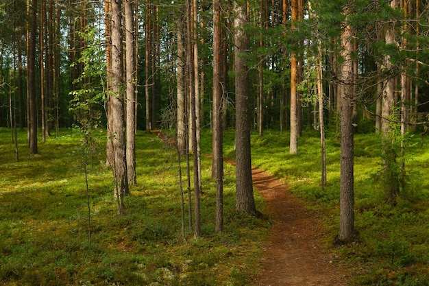 forest landscape view of a boreal pine forest with a path among the moss