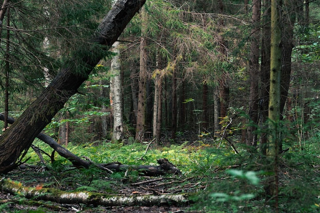 Paesaggio forestale in un boschetto selvaggio in una giornata estiva con albero caduto