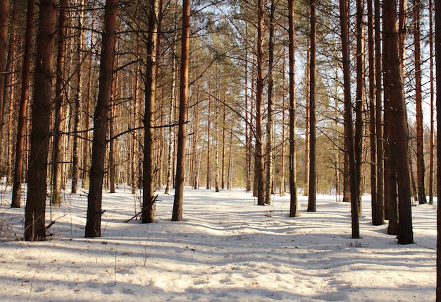 Forest landscape on winter sunny day