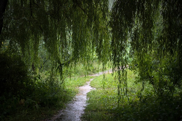 写真 雨の中で柳と森の風景