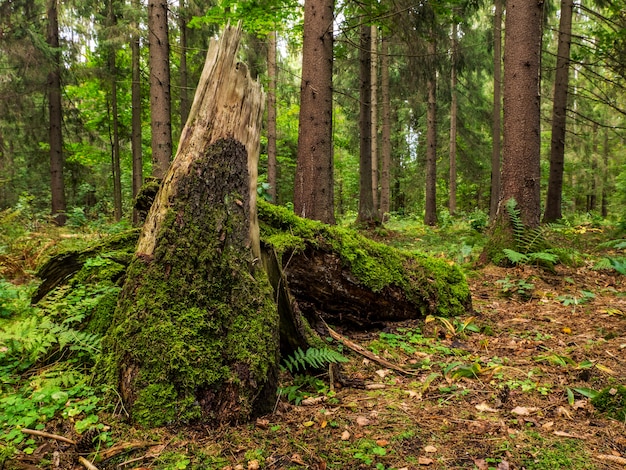 Paesaggio forestale con vecchio tronco. stagione estiva. natura selvaggia