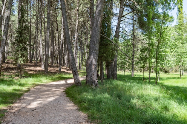 Photo forest landscape with tree trunks