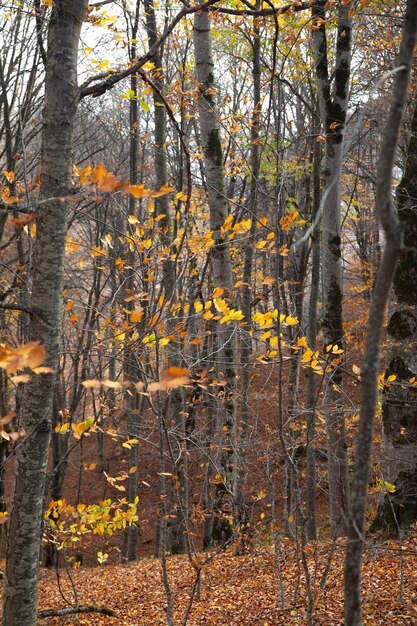 Photo forest landscape with a trees autumn