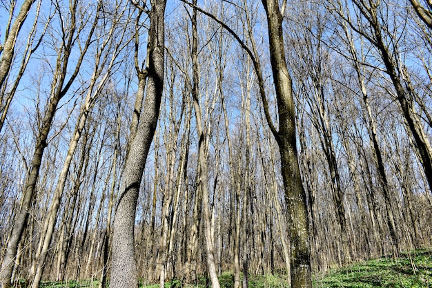 Photo forest landscape