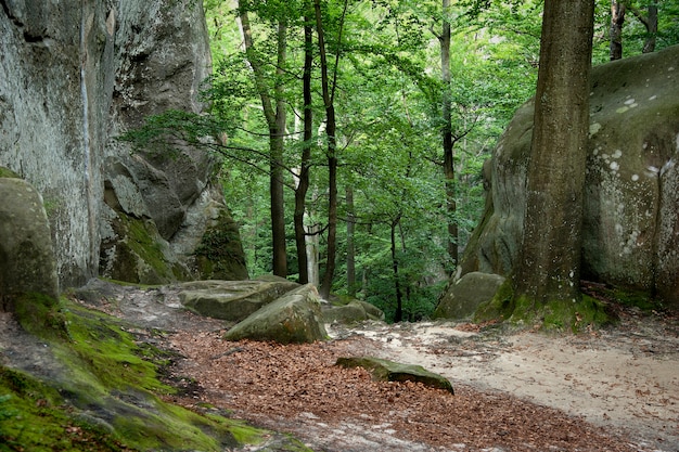 Forest landscape