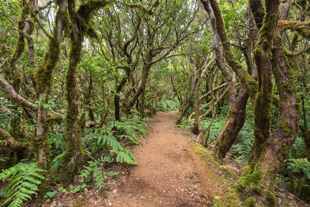 Forest landscape