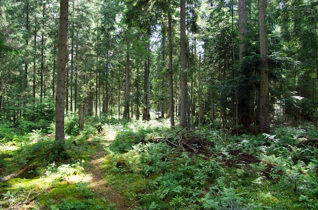 лесной пейзаж