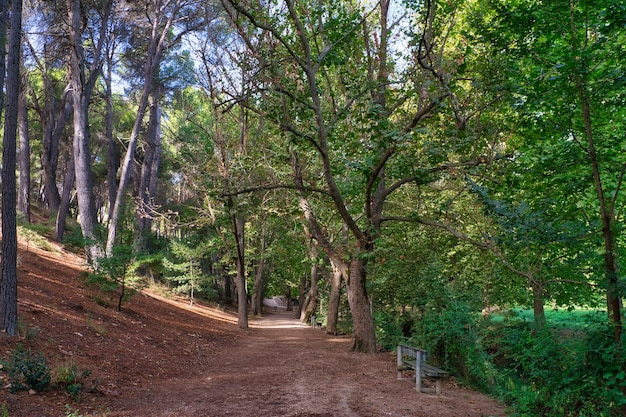 Forest of large trees in autumn