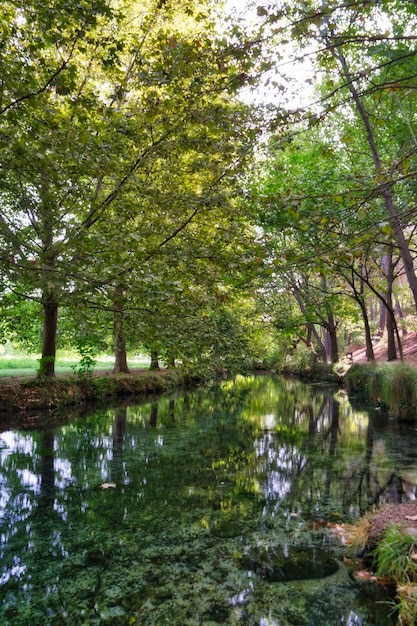 Forest of large trees in autumn