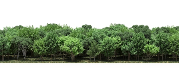 사진 숲의 줄, 풀과 낙엽이 있는 숲의 나무, 흰색 배경에 격리된 3d illu