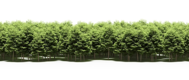 forest line with shadows under the trees, isolated on white background, 3D illustration, cg render