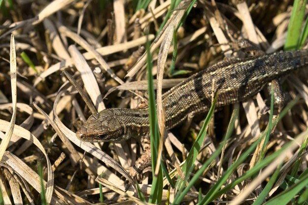 Forest lizard in vreden