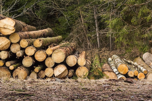 Forest log trunks pile the logging timber wood industry wooden\
trunks