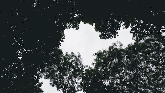 Forest looking up