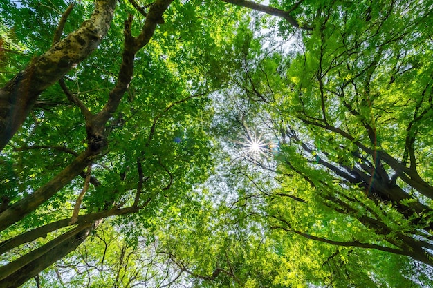 Forest lush foliage tall trees tree with green leaves and sun\
light bottom view background tree below nature concept