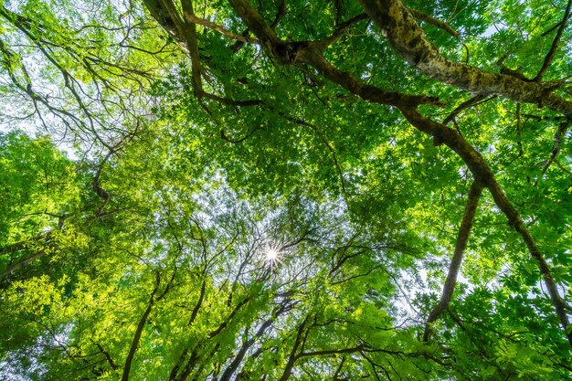 Forest lush foliage tall trees tree with green leaves and sun\
light bottom view background tree below nature concept