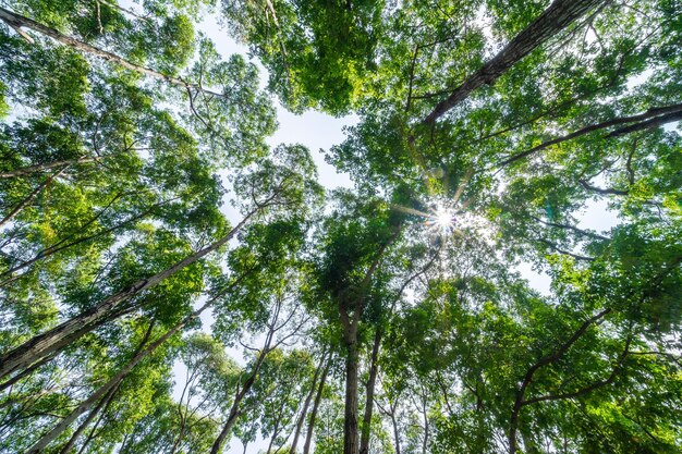 Forest lush foliage tall trees tree with green leaves and sun\
light bottom view background tree below nature concept