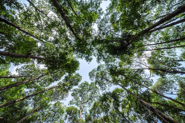 Forest lush foliage tall trees tree with green leaves and sun\
light bottom view background tree below nature concept