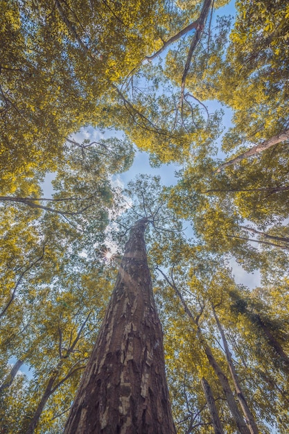 Forest lush foliage tall trees tree with green leaves and sun\
light bottom view background tree below nature concept