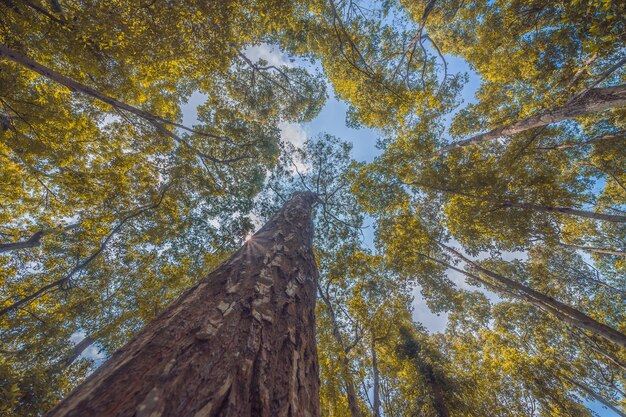 Forest lush foliage tall trees tree with green leaves and sun\
light bottom view background tree below nature concept