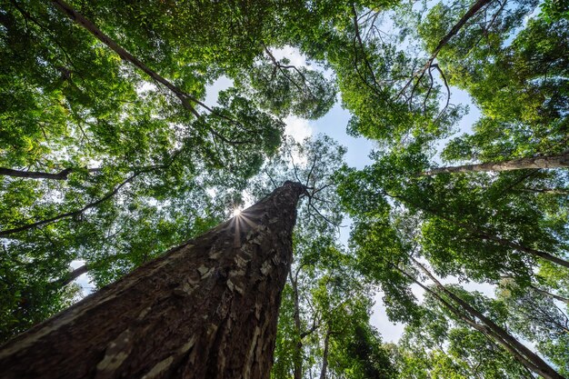 Forest lush foliage tall trees tree with green leaves and sun\
light bottom view background tree below nature concept