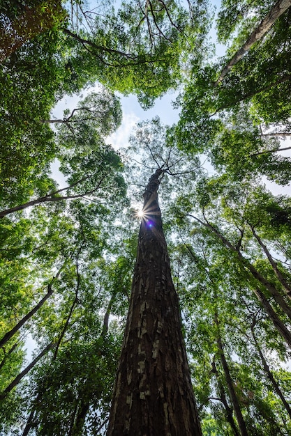 Forest lush foliage tall trees tree with green leaves and sun
light bottom view background tree below nature concept