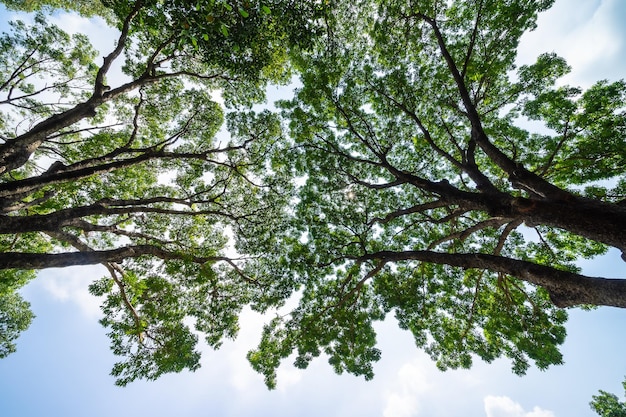 Forest lush foliage tall trees tree with green leaves and sun
light bottom view background tree below nature concept