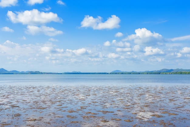 La foresta di mangrovie e il mare all'orizzonte