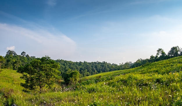 Forest meadow in sunny day