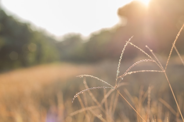 Forest meadow with wild grasses