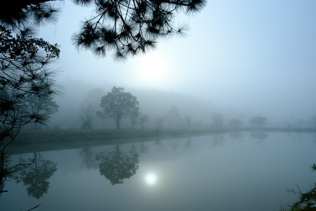 Forest in the mist