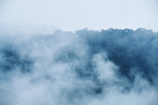 Forest and the mist