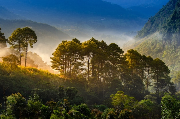 Forest morning have a sea of fog Ang Khang Chiang Mai Thailand