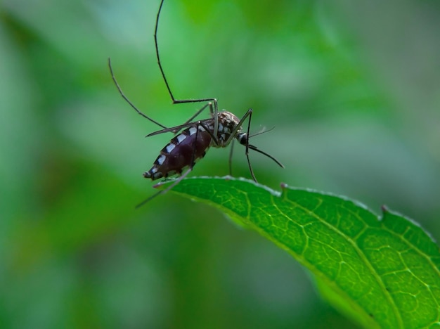 Forest mosquitoes feed on leaves