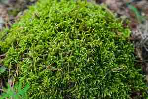 Photo forest moss in the autumn forest closeup horizontal orientation