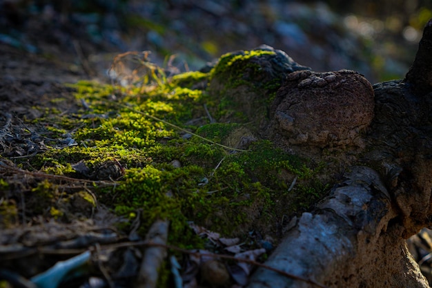 Foto il muschio della foresta cresce sulle radici degli alberi all'alba al mattino