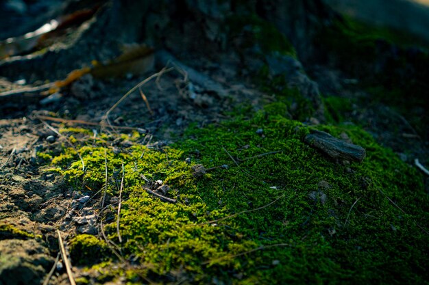 Forest moss growing on tree roots at sunrise in the morning