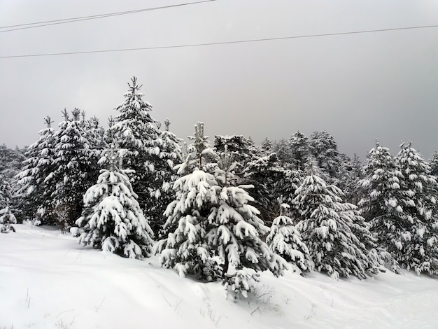 雪で覆われた山の森