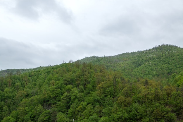 Forest on the mountain and fog over it in the evening