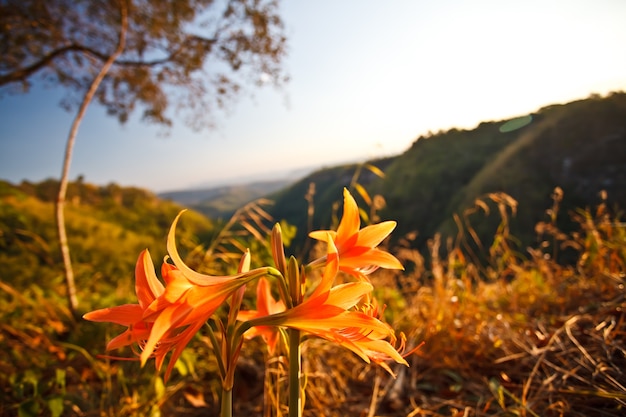 The forest mountain landscape.