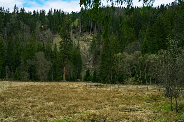 Лес в горах. Красивые горы. горы Аляски