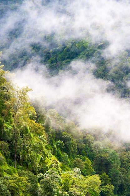 forest at mountains covered in the fog