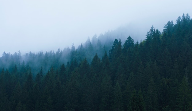 Forest in the mountains in a haze against the sky